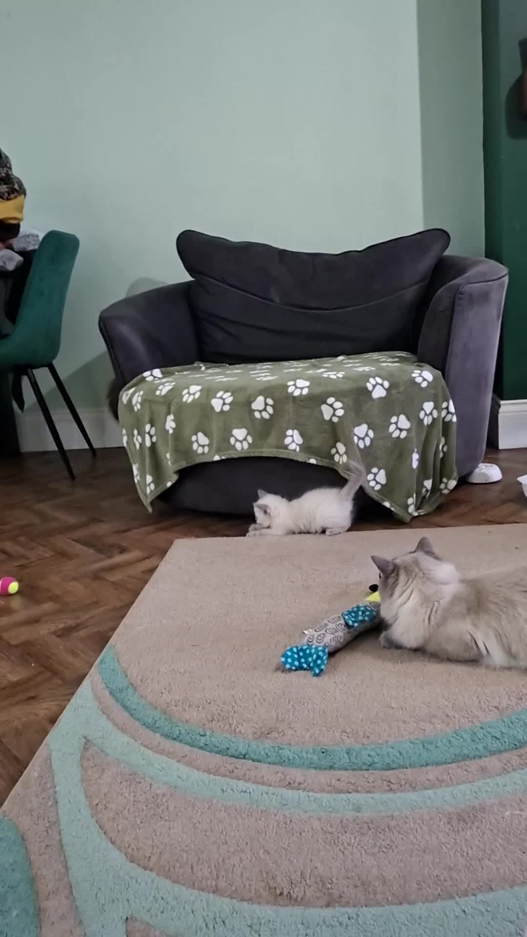 Ragdoll cats for sale: Beautiful gccf registered kittens - Video 3