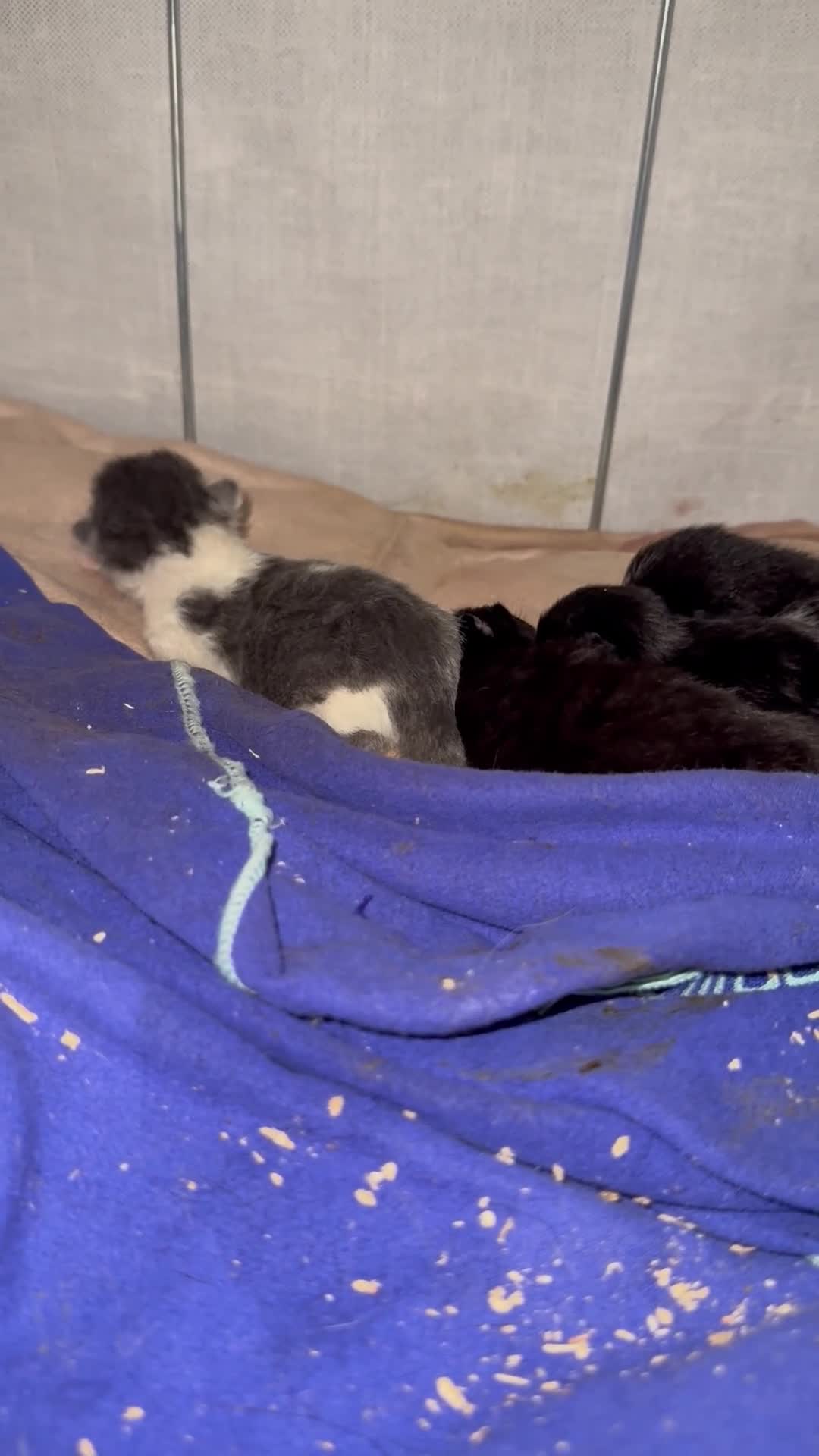Domestic Shorthair cats for sale: LovelyLitter of 5 Healthy Kittens ready to reserve in Wednesbury - Video 4