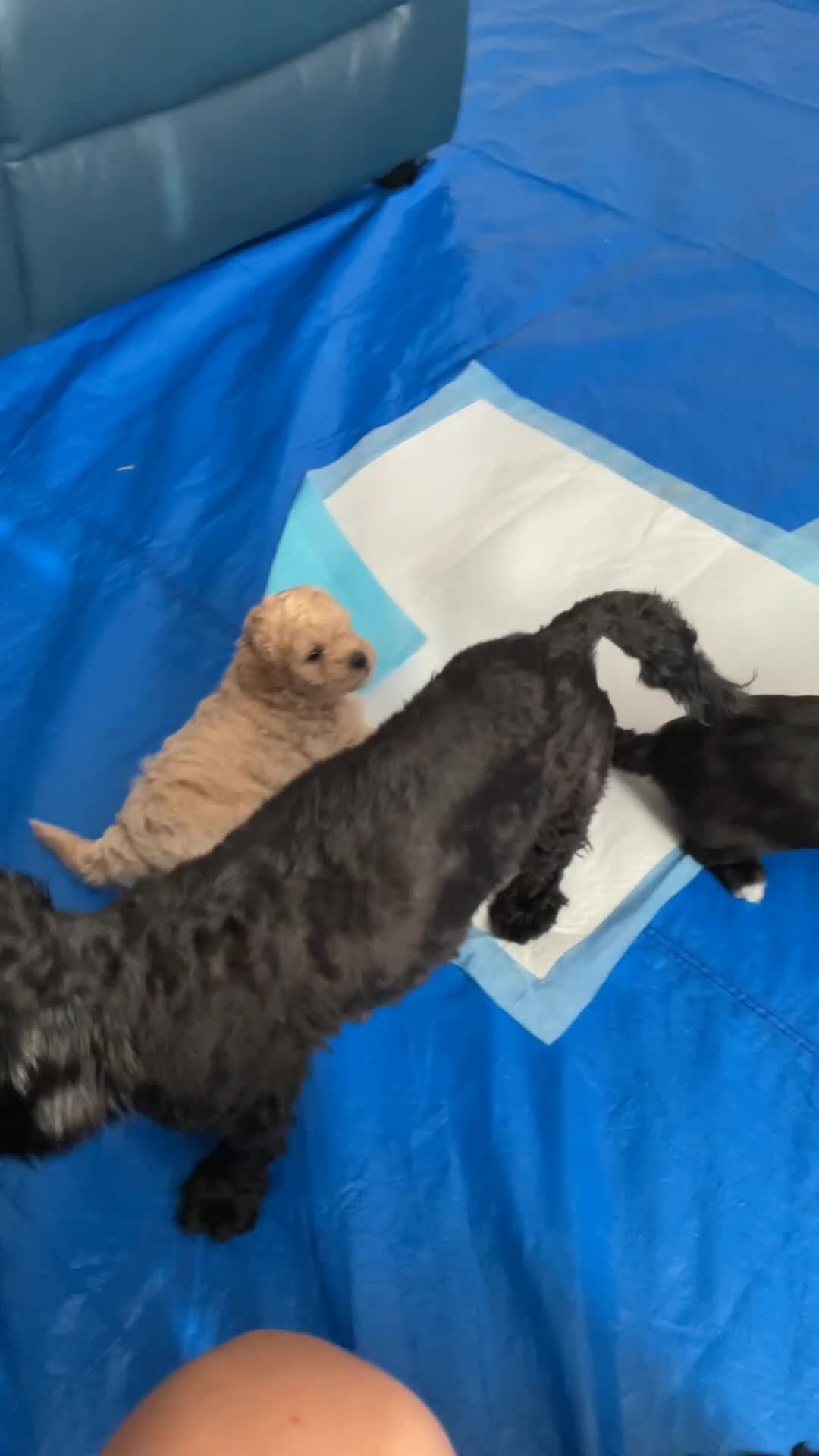 Mixed Breed dogs for sale: 2 Gorgeous Boys - Video 1
