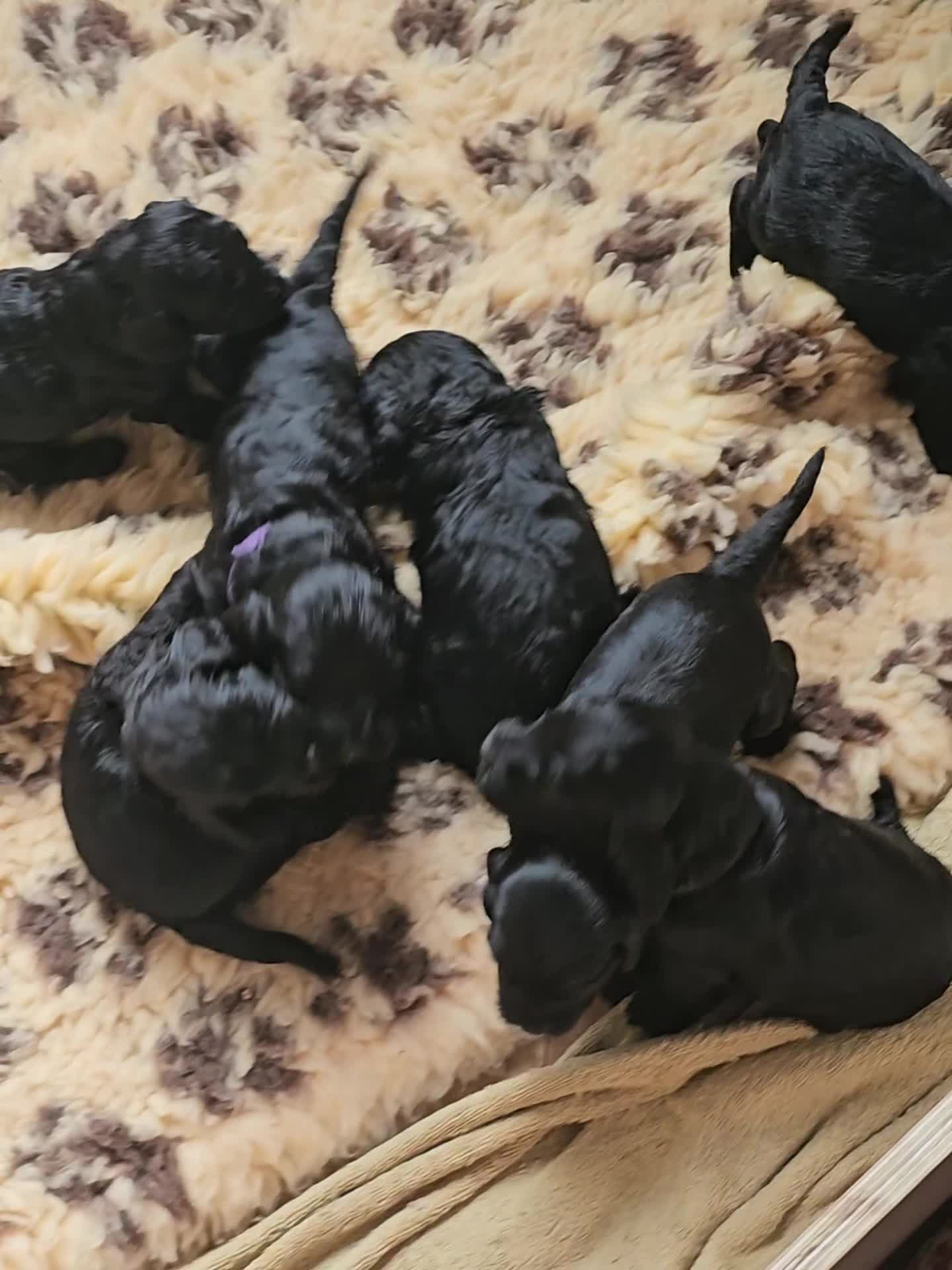 Cockapoo dogs for sale: Beautiful Cockapoo puppies - Video 1