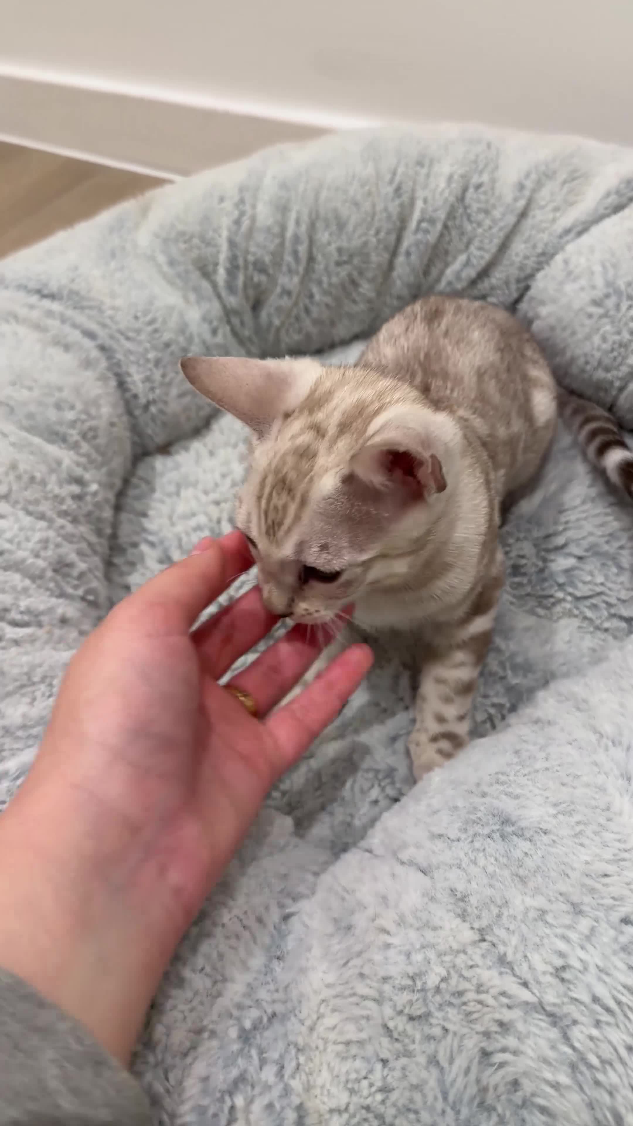 Bengal cats for sale:     TICA Bengal Mink Male Green-Eyed - Video 3