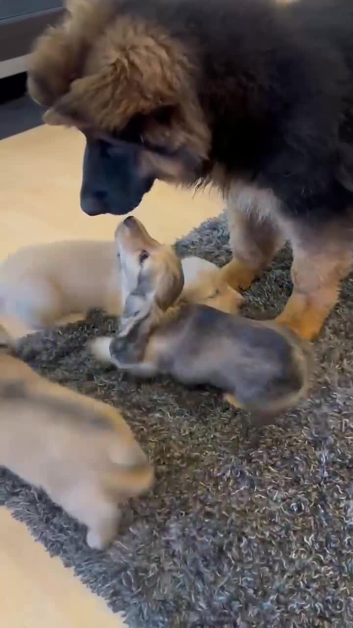 Miniature Dachshund dogs for sale: KC REG Miniature LH Dachshund puppies for sale  - Video 2