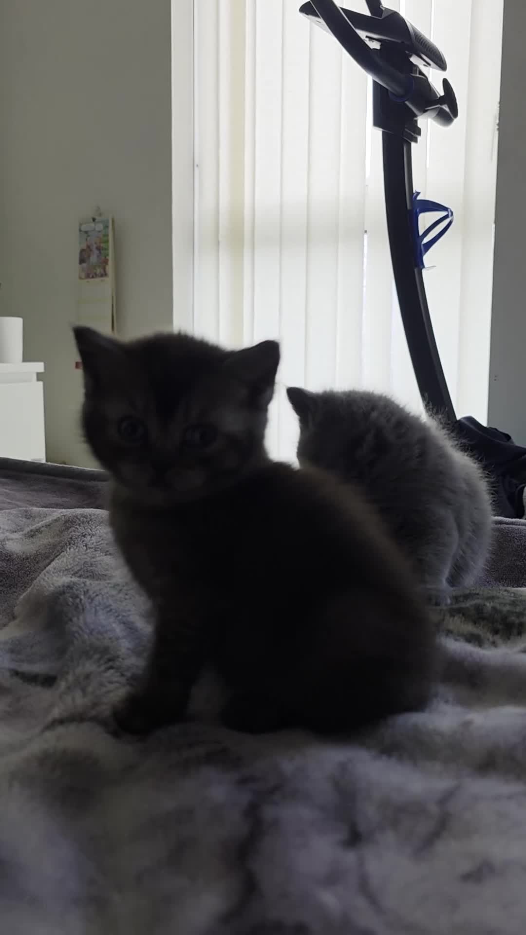 Scottish Fold cats for sale: Scottich straight/fold - Video 1