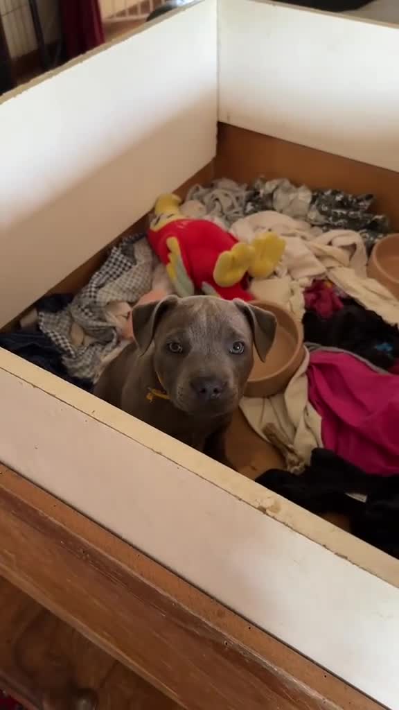 Staffordshire Bull Terrier dogs for sale: KC Registered Staffy Puppy (Last Girl!) - Video 2