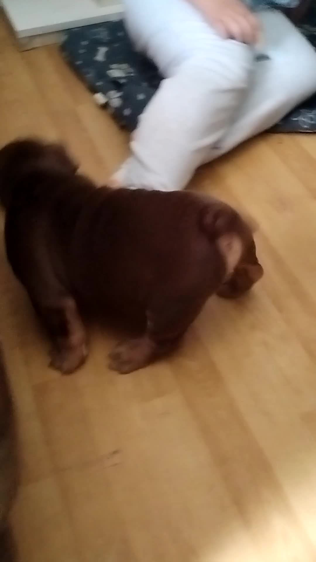 English Bulldog dogs for sale: Kc registered bulldogs  - Video 2