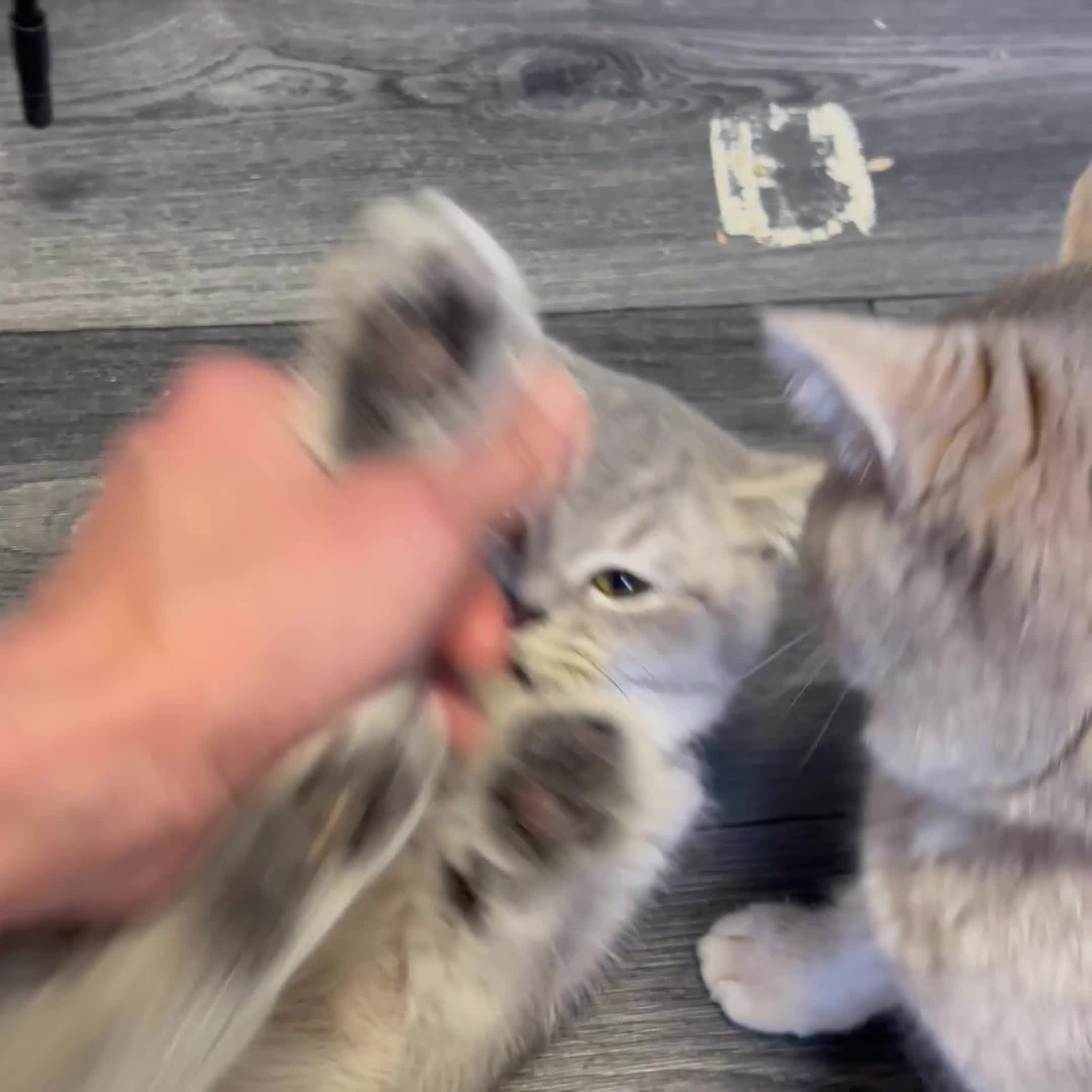 British Shorthair cats for sale: Only one TICA & GCCF British Shorthair Kitten  - Video 2