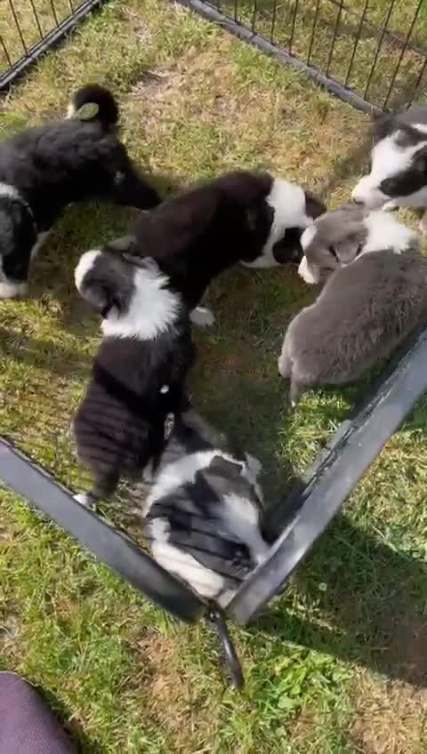 Border Collie dogs for sale: Excellent litter of border collie puppies for sale in Witney - Video 1