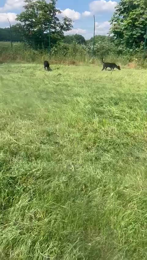 Mixed Breed dogs for adoption: TROOPER in Ashbourne - Video 2