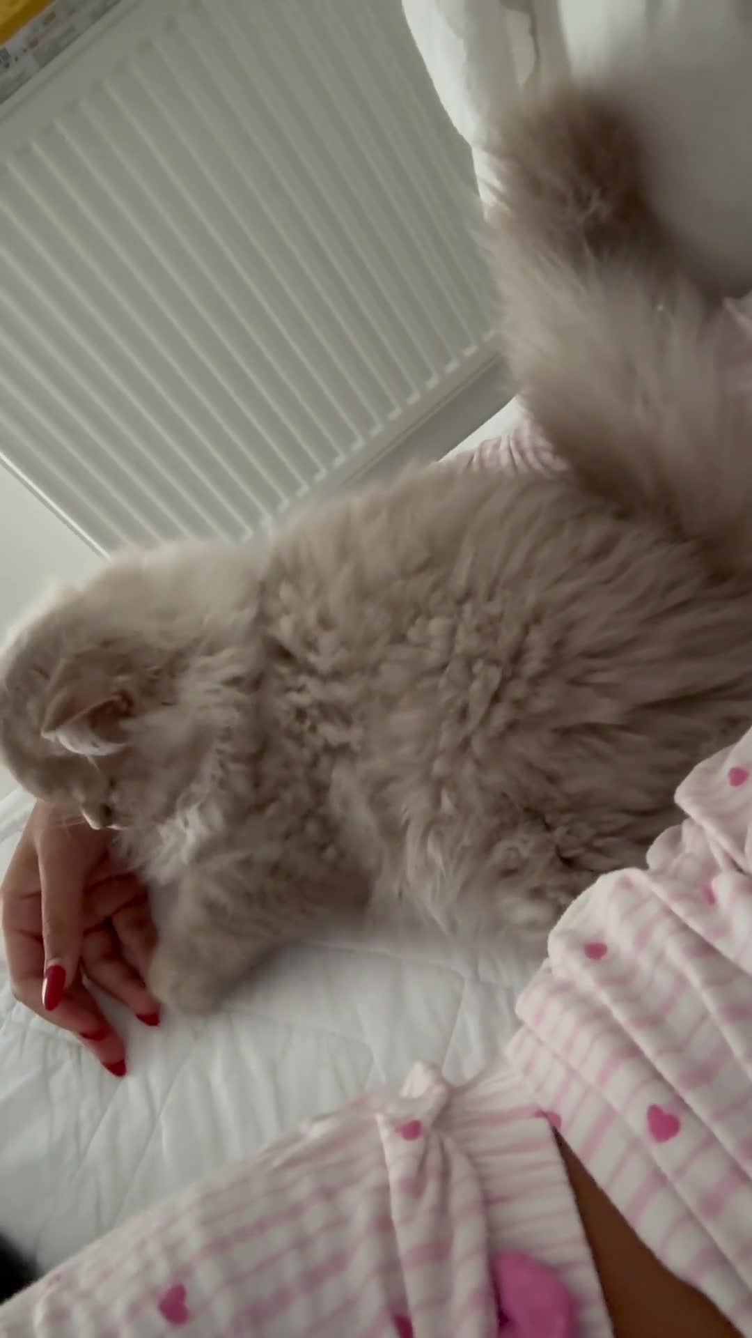 British Longhair cats for sale: Soft grey British longhair male extra fluffy - Video 1