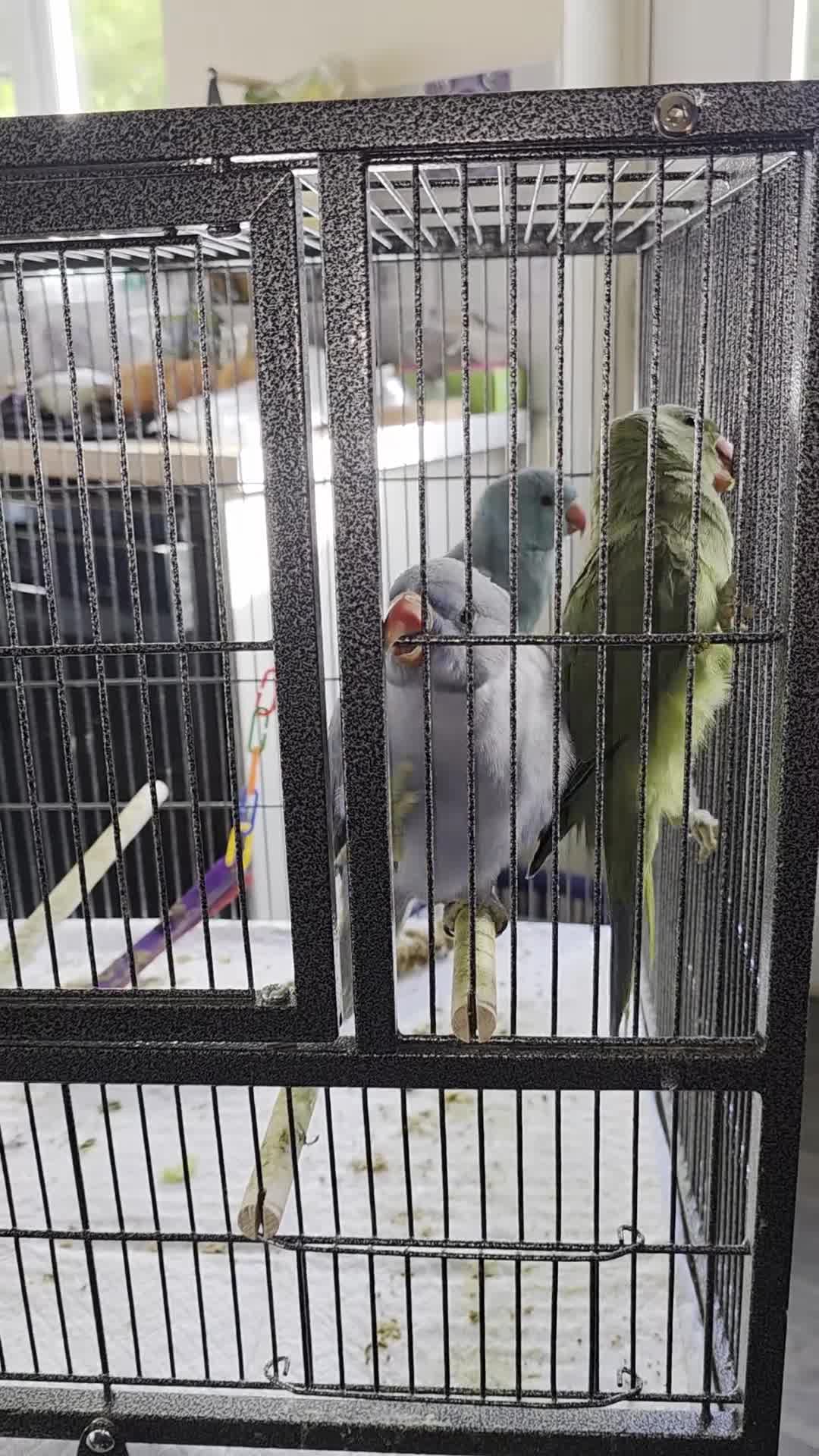 Ringnecks birds for sale: Albino Male - Video 1