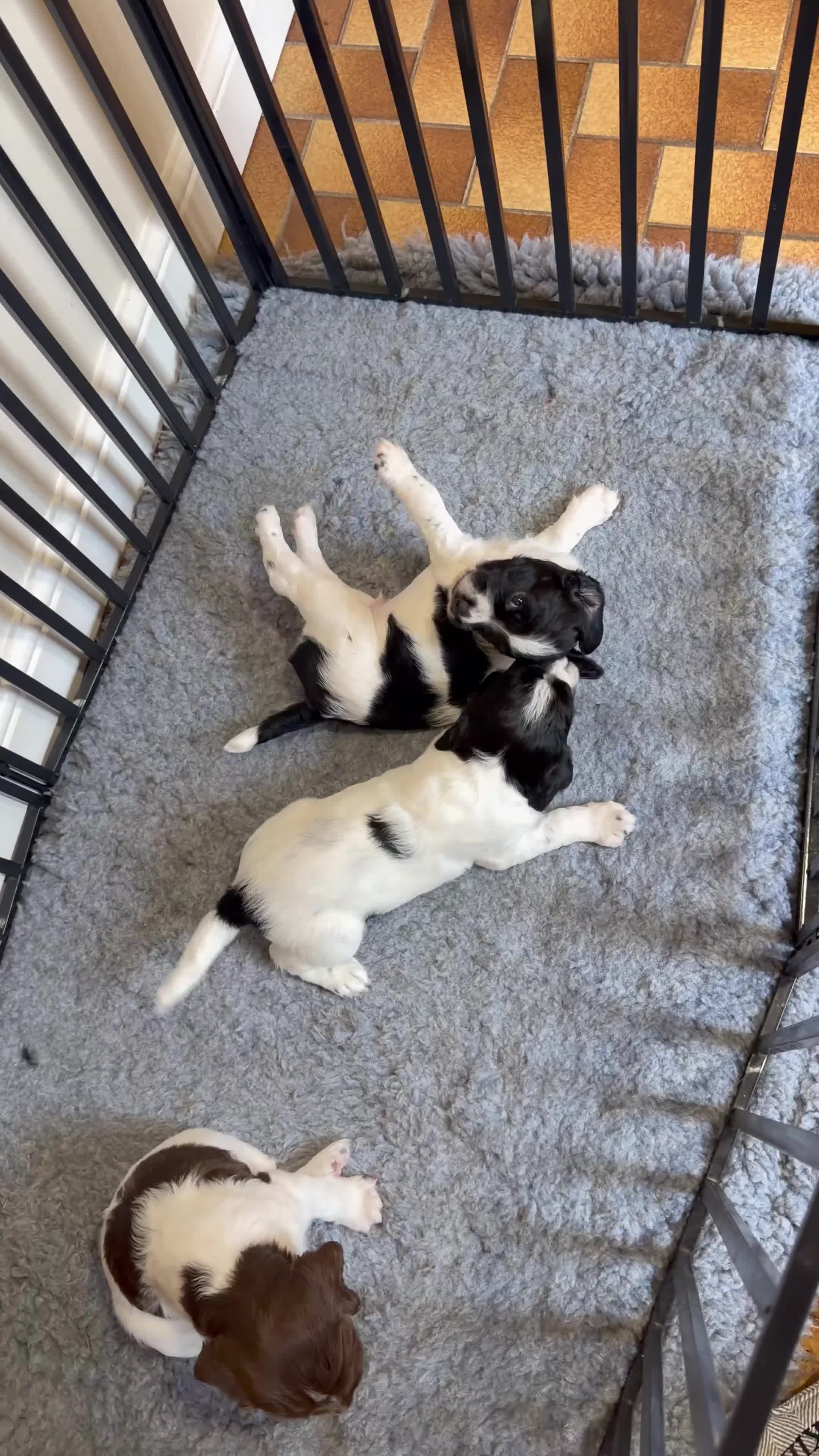 English Springer Spaniel dogs for sale: English Working Springer Spaniels - Video 1
