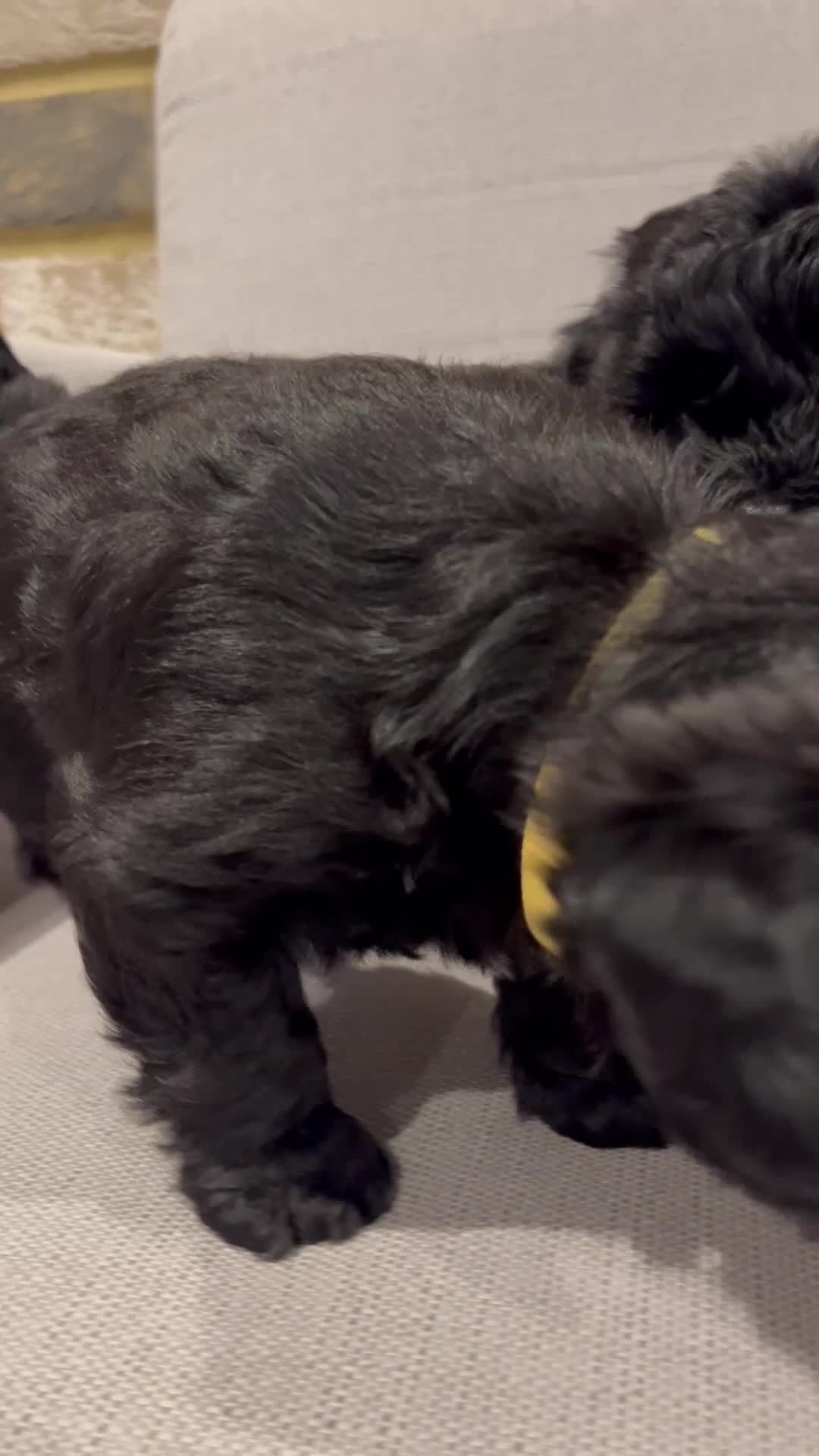 Yorkiepoo dogs for sale: Beautiful Toy Yorkiepoo Puppies Ready from 8th May in Harrow - Video 2