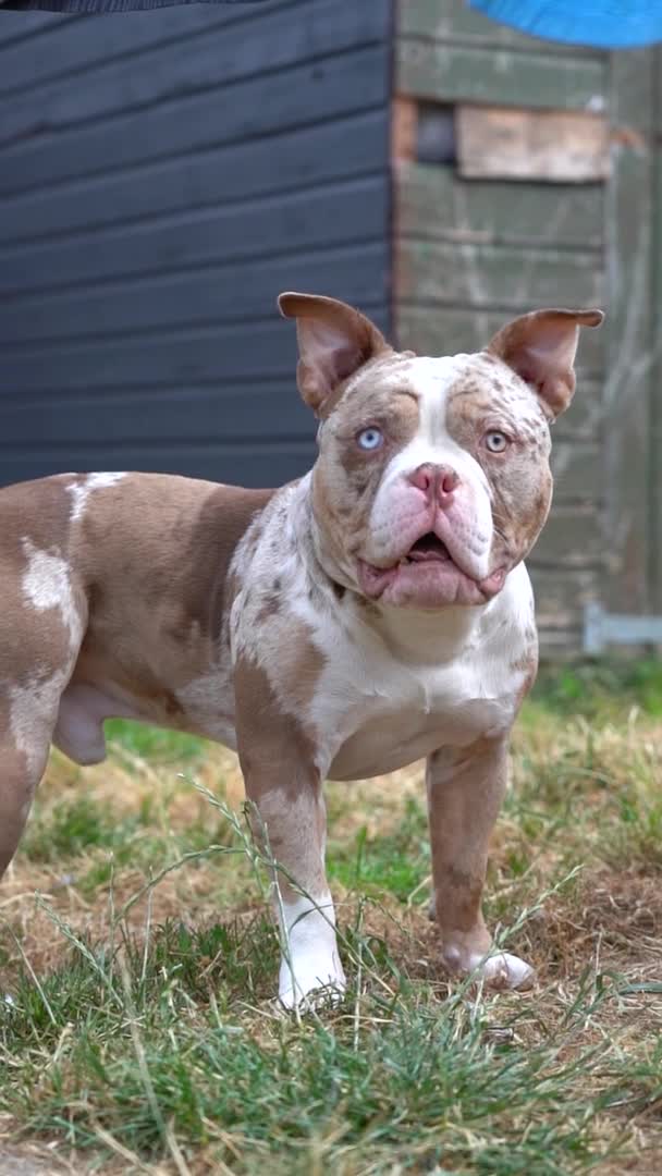 American Bully dogs for stud: BIGGZ - AMERICAN POCKET BULLY -ABKC in Erith - Video 1