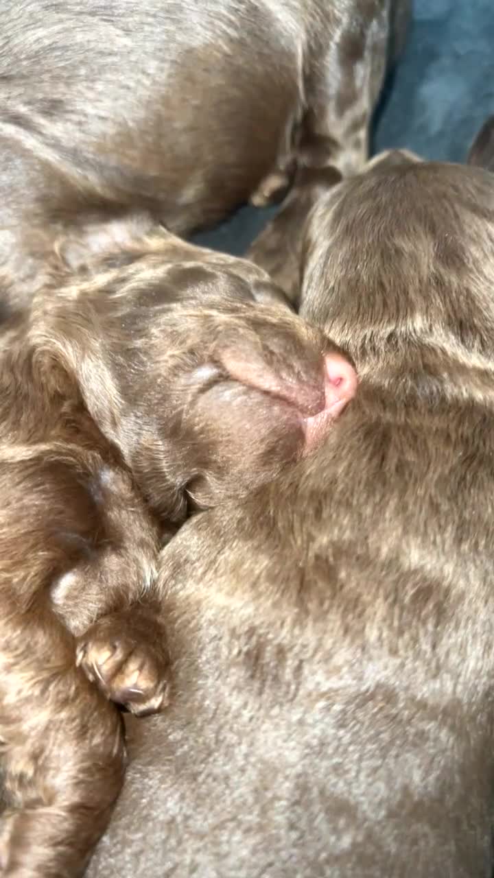 Miniature Dachshund dogs for sale: KC registered chocolate babies  - Video 1