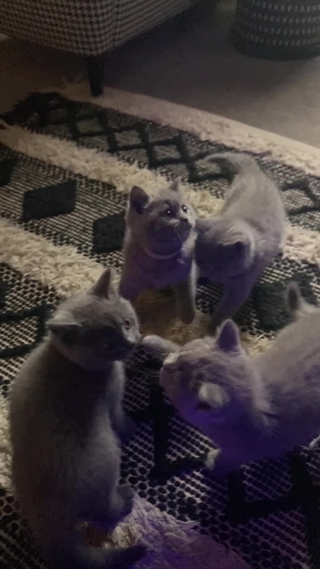 British Shorthair cats for sale: Gorgeous GCCF British Shorthair Kittens  - Video 1