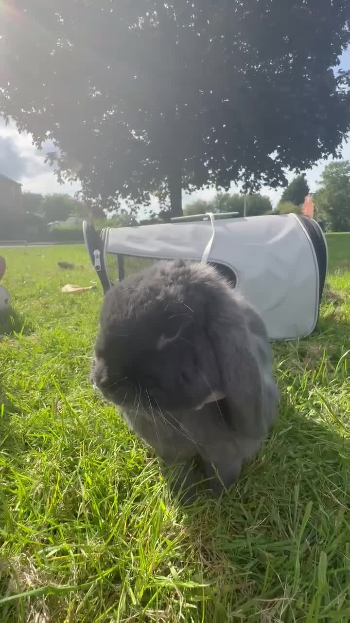 Mini Lop rabbits for sale: Milo the mini lop in Crewe - Video 2