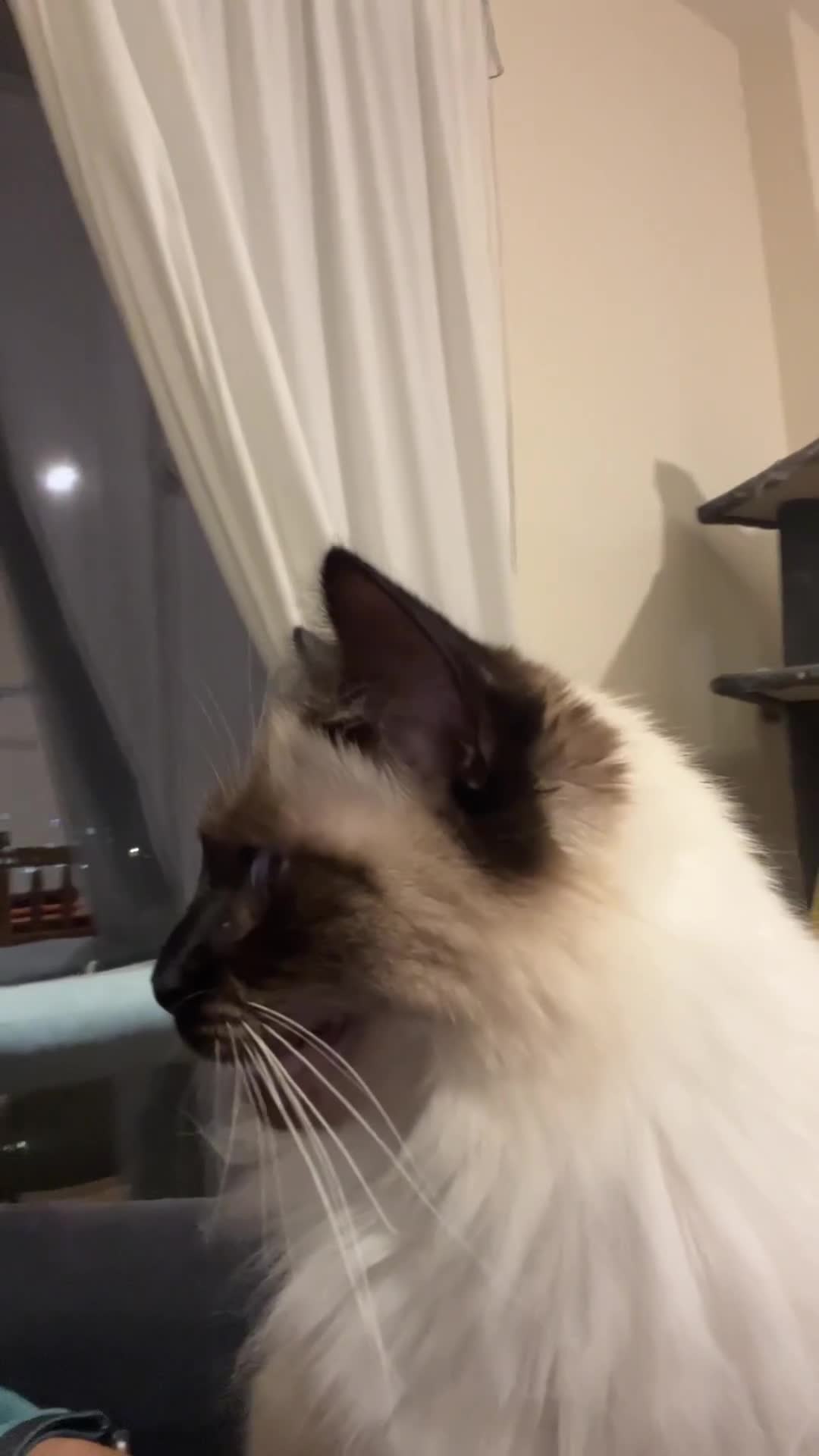 Ragdoll cats for sale:  Rehoming Ragdoll Cats. Indoor Homes Onlyz  - Video 2