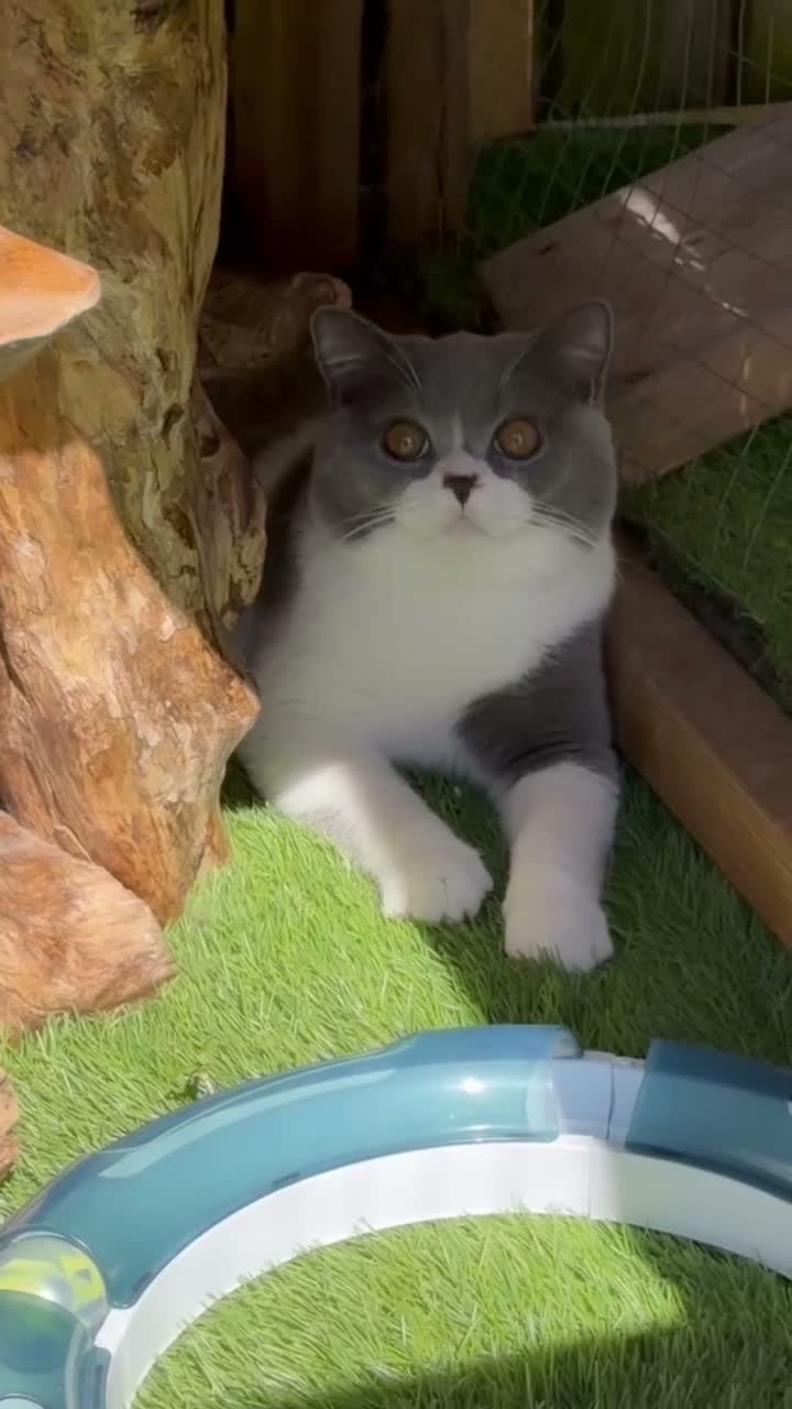 British Shorthair cats for sale: British shorthair boy  - Video 1