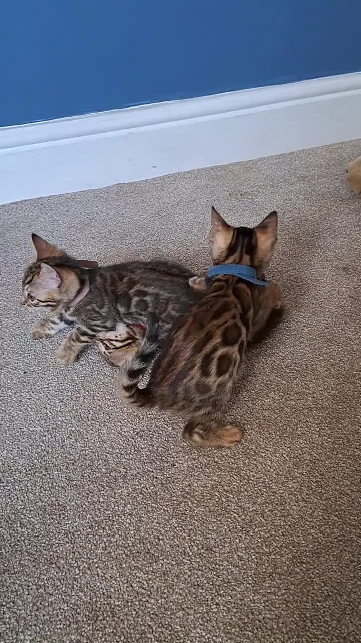 Bengal cats for sale: Beautiful TICA Bengal Kittens - Video 1