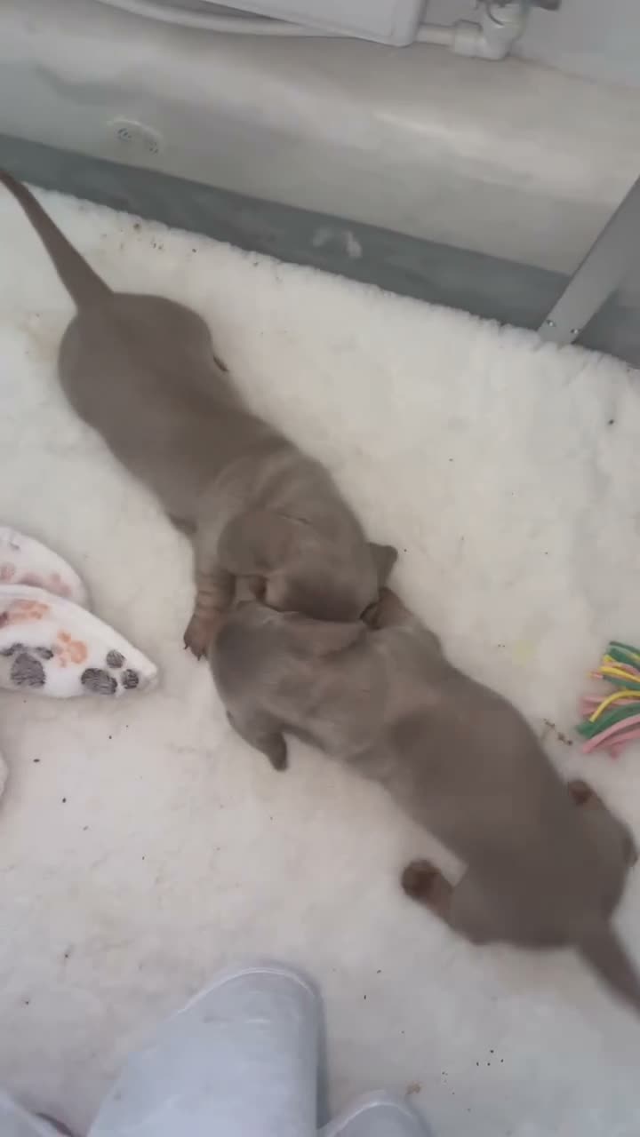 Miniature Dachshund dogs for sale: LILAC KC REGISTERED MINATURE DACHSHUND PUPPIES  - Video 3