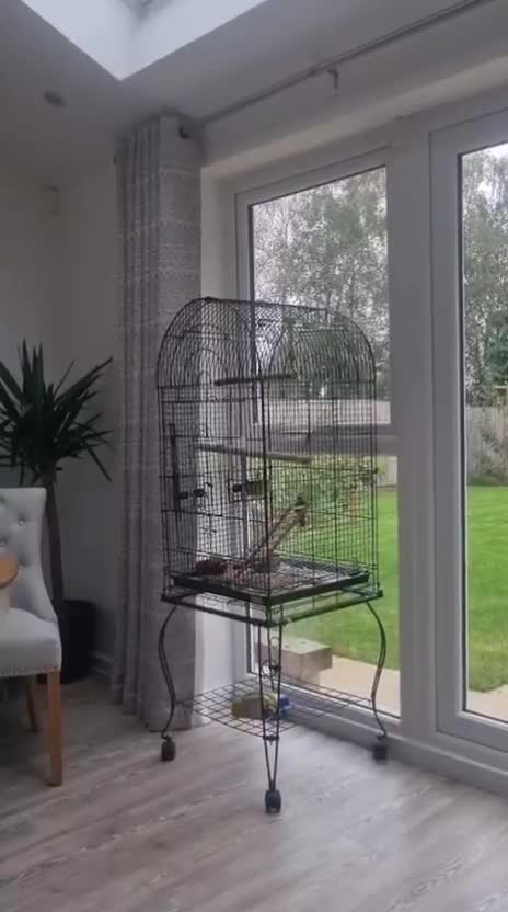 Canaries birds for sale: Pair of Canaries with Cage - Video 2
