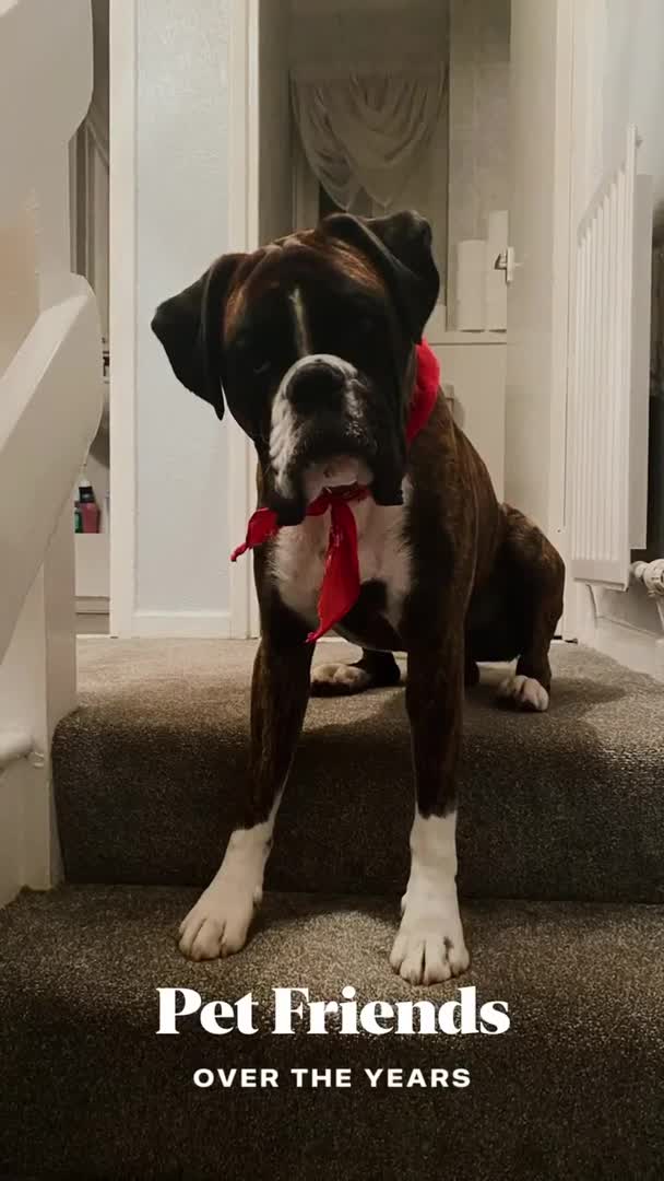 Boxer dogs for stud: Rocco in Bishop Auckland - Video 1