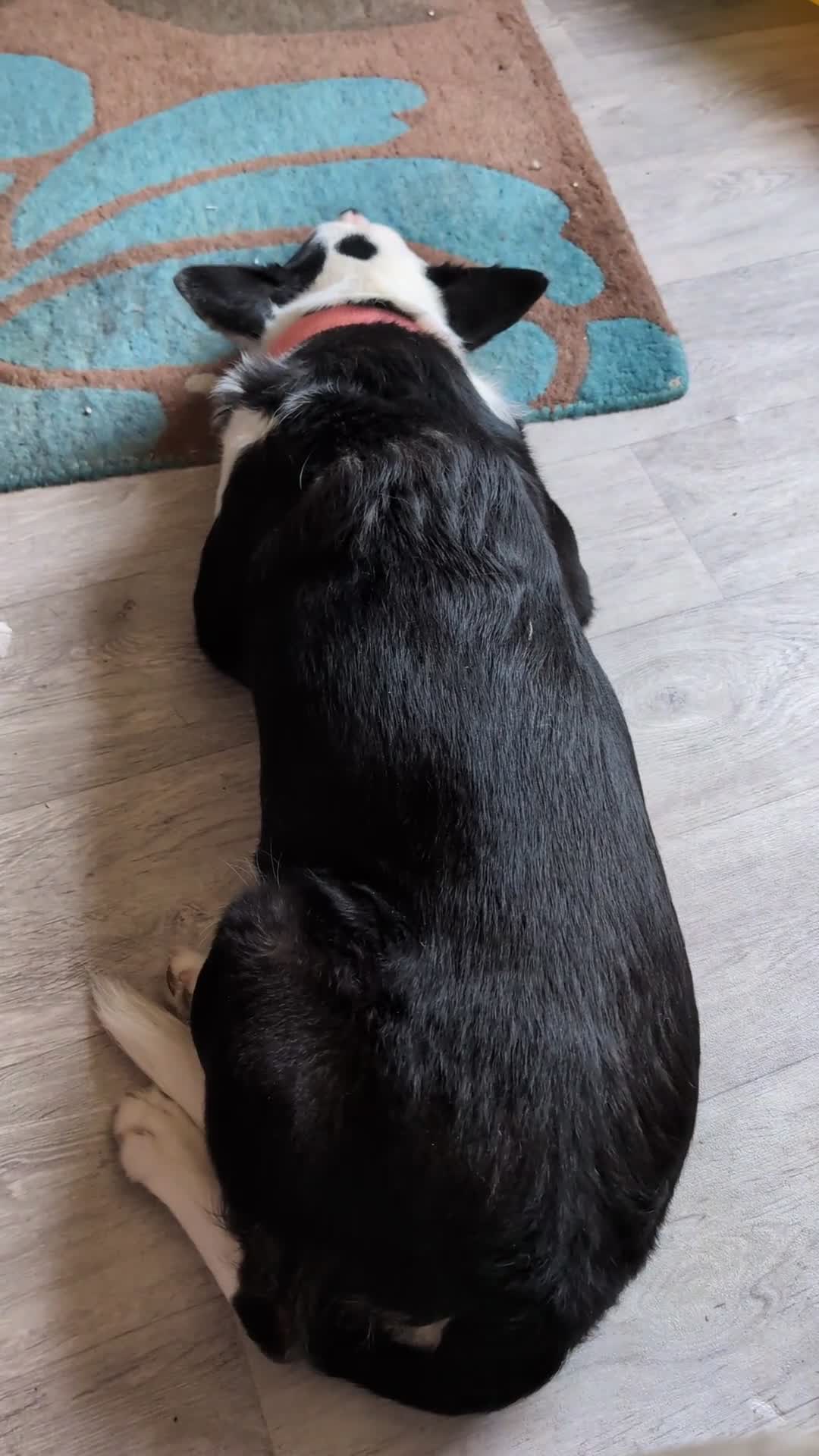 Mixed Breed dogs for sale: Husky cross border Collie  - Video 2