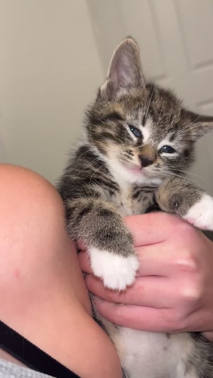 Mixed Breed cats for sale: Beautiful blue eyed boy  - Video 2