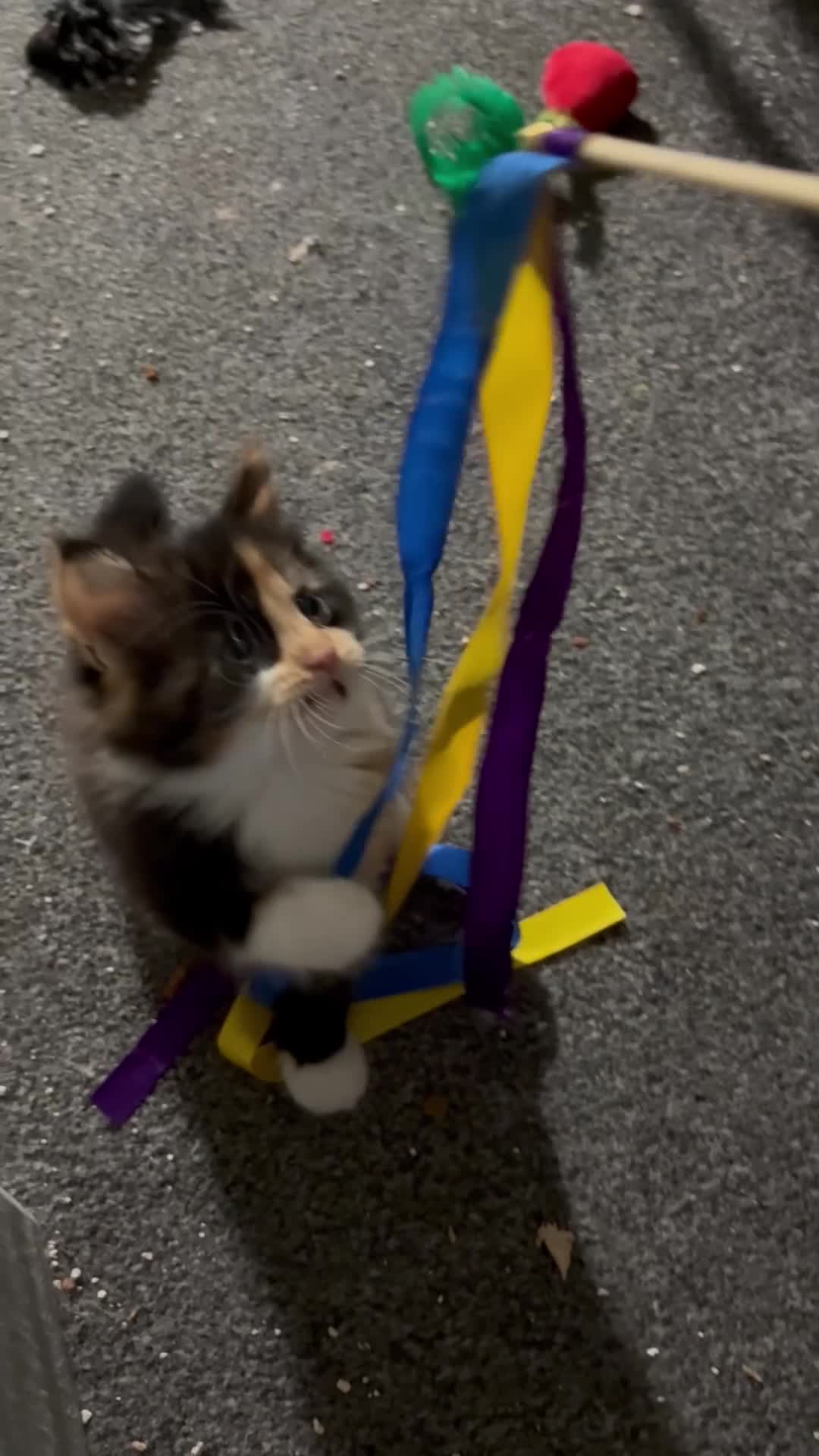 Mixed Breed cats for sale: Kitten ready now  in Derby - Video 1