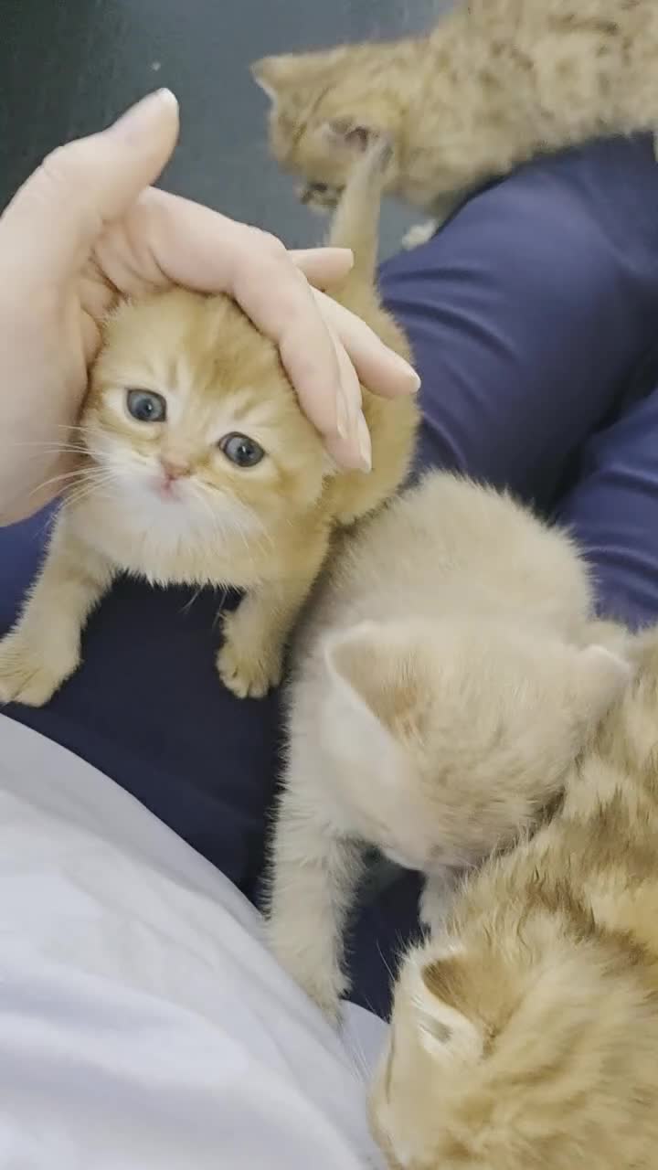 Scottish Fold cats for sale: Purebred kitten, best in UK - Video 1