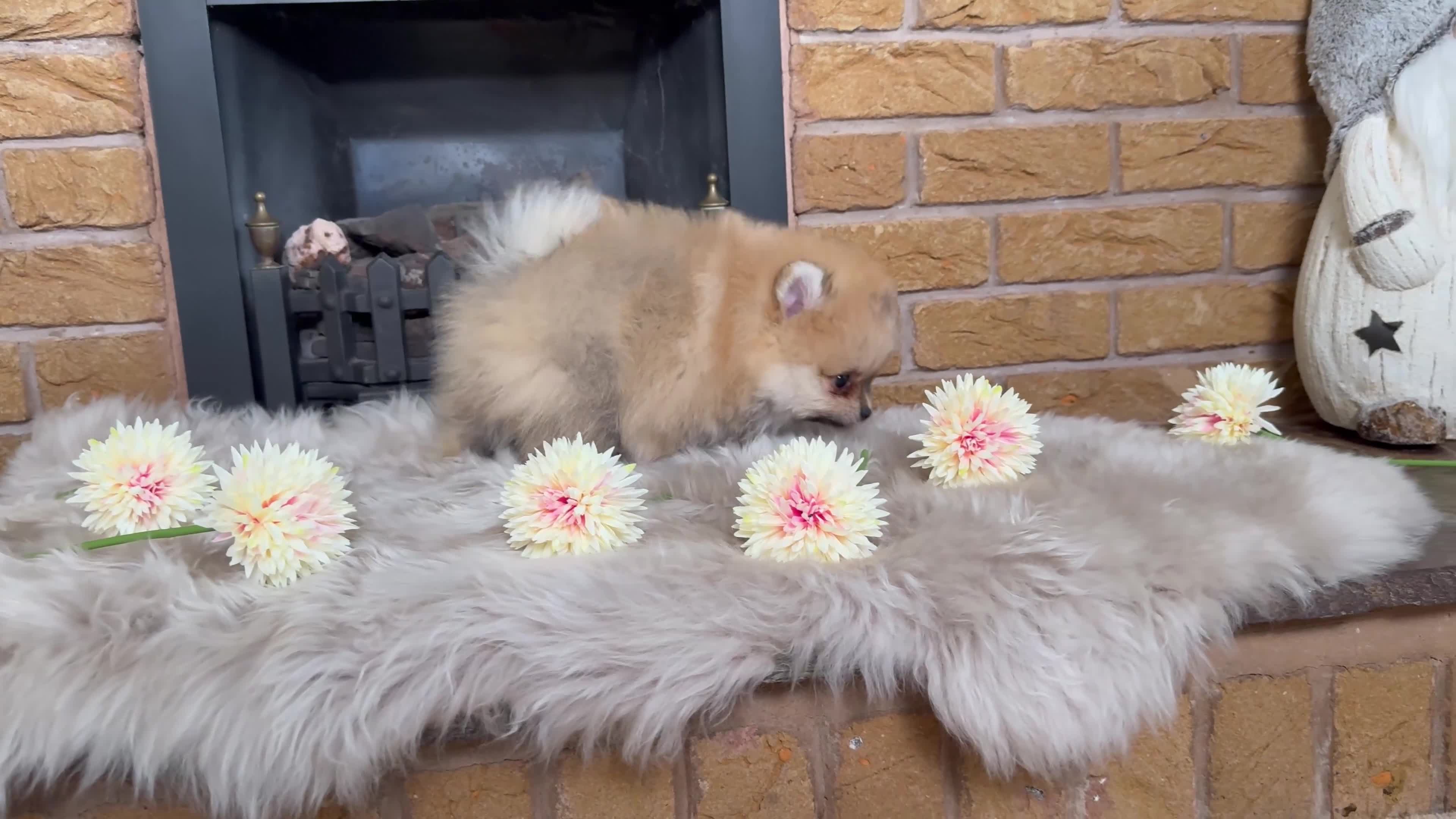 Pomeranian dogs for sale: ✨ Exclusive Teddy Bear Face Pomeranian Puppies ✨ - Video 1