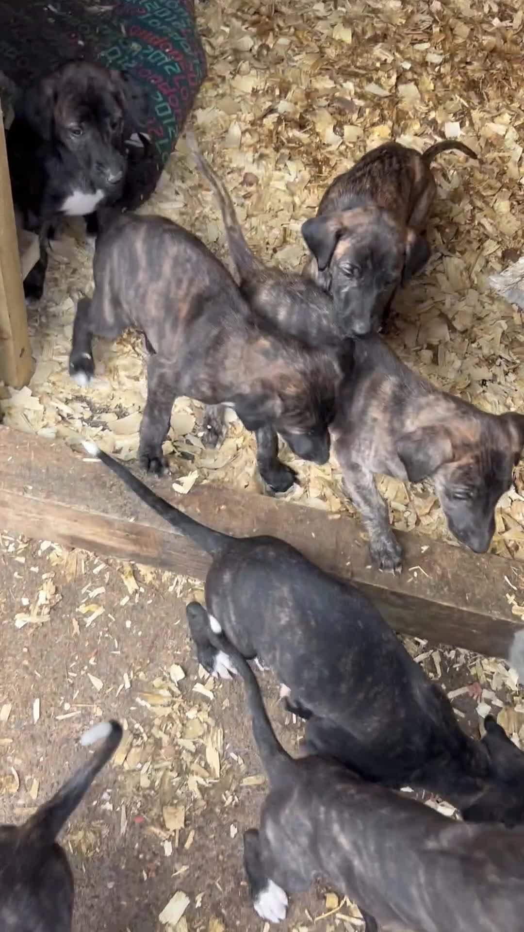 Lurcher dogs for sale: Deerhound x greyhound / saluki x greyhound  - Video 2