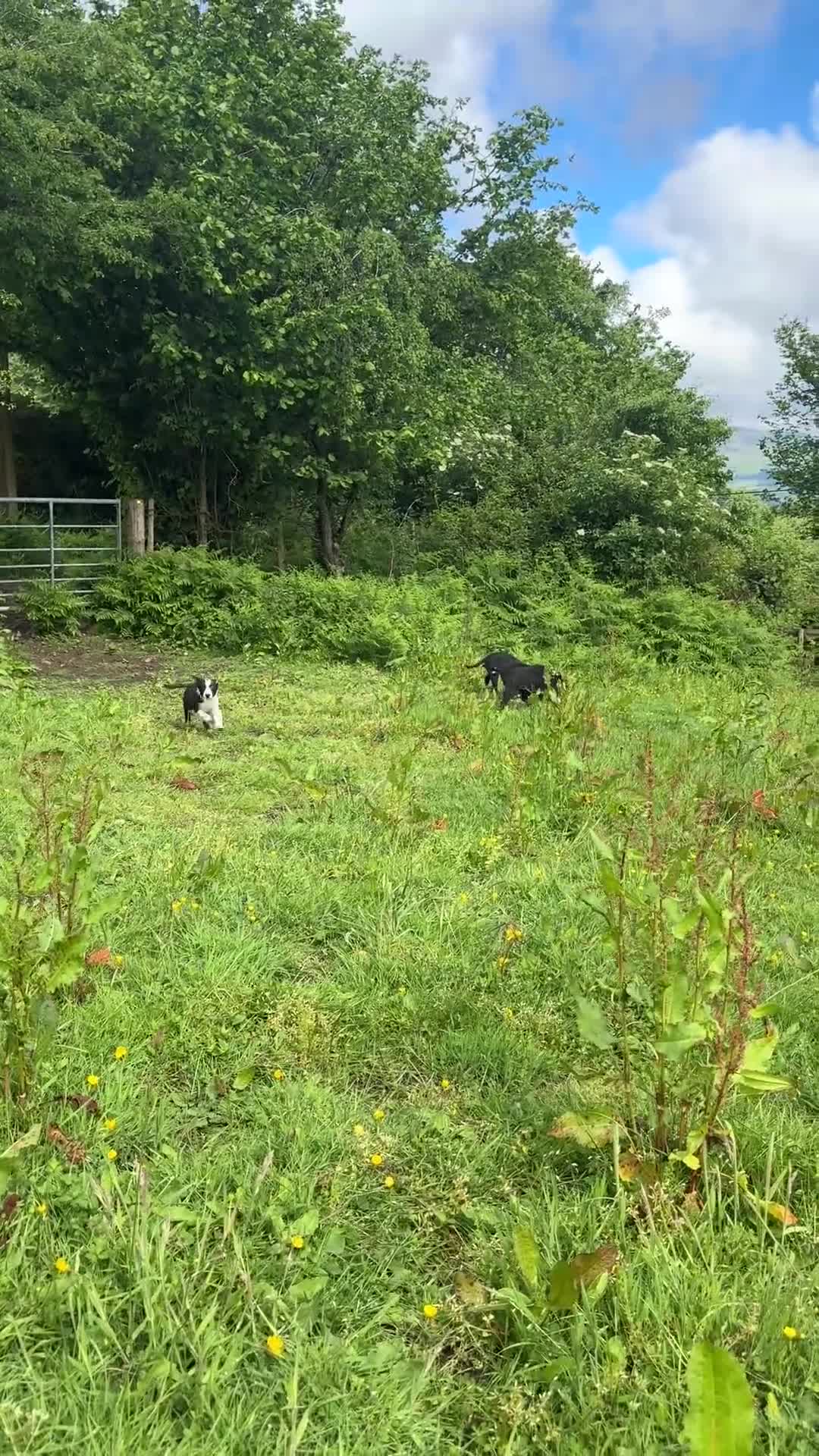 Border Collie dogs for sale: ISDS registered Border Collie Pups For Sale  in Abergavenny - Video 2