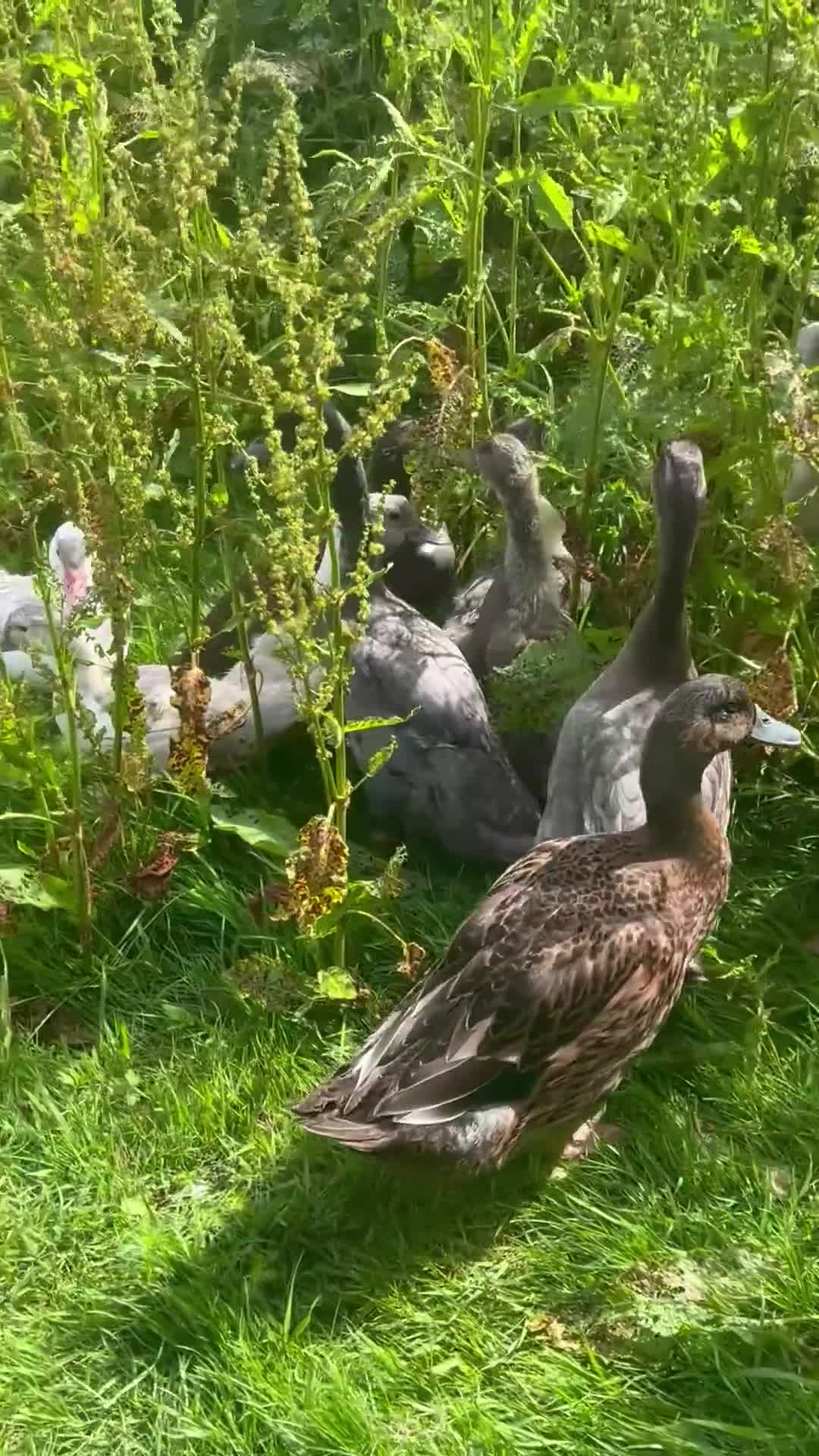 Ducks poultry for sale: Runner ducks for sale - Video 1