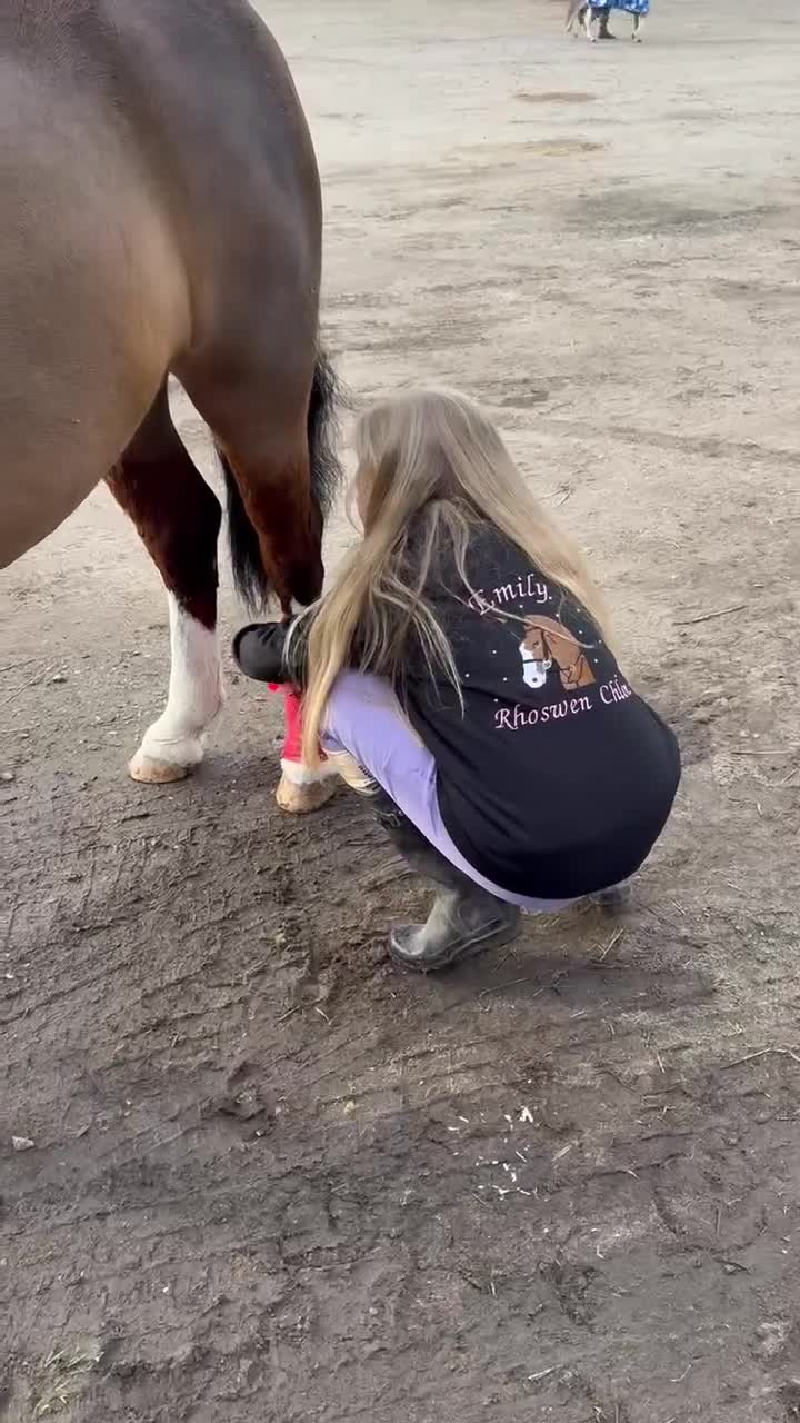 Welsh Section C horses for sale: Rhoswen Chloe - Video 3