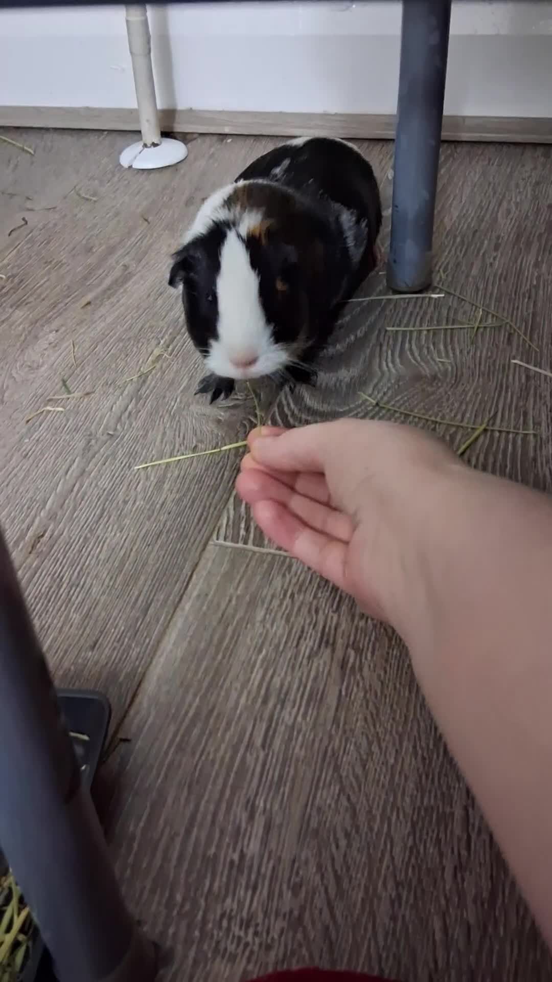 Guinea Pig rodents for sale: 2 Guinea pigs with cage  - Video 2