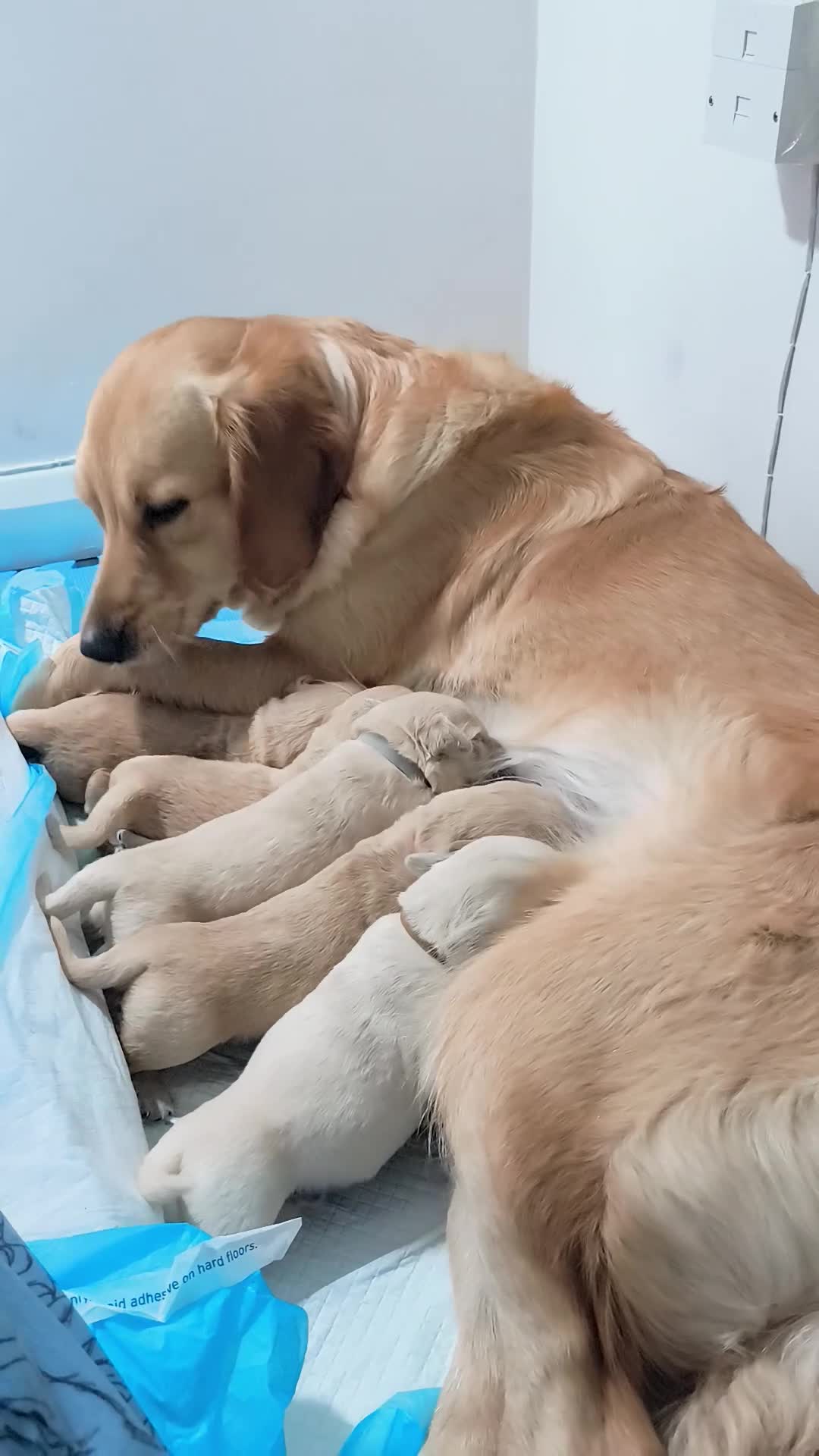 Golden Retriever dogs for sale: Gorgeous golden retriever puppies 🐕 - Video 2