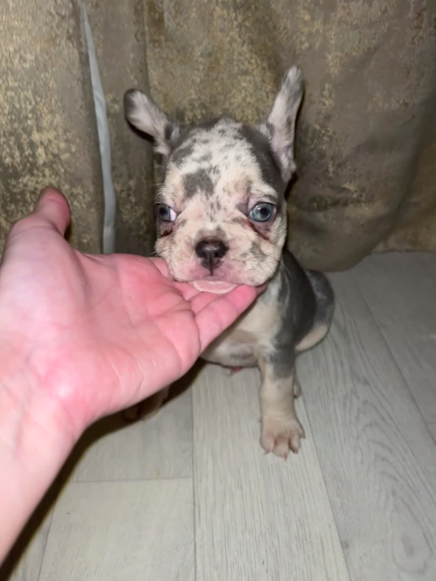 French Bulldog dogs for sale: READY NOW French bulldog pups REDUCED - Video 5