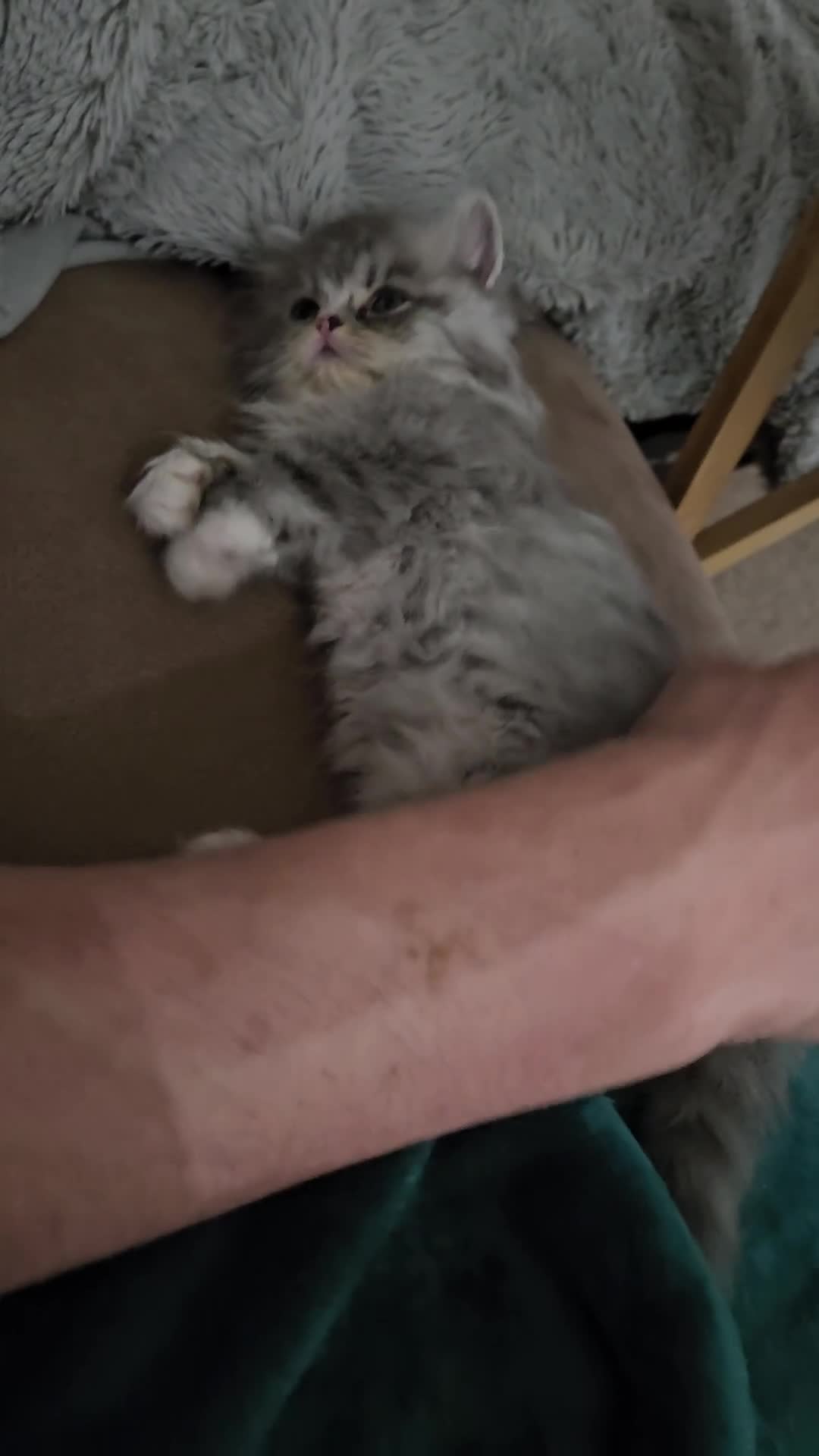 Persian cats for sale: Stuning Persian Girl - Video 5