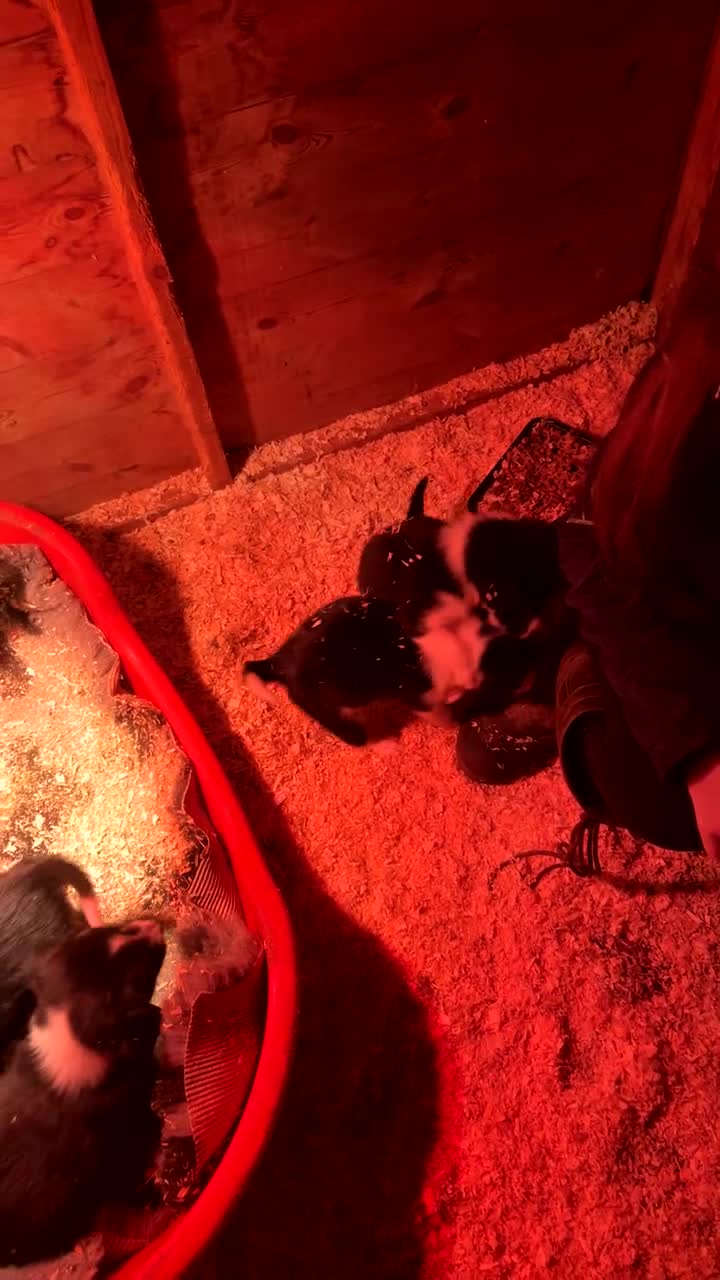 Mixed Breed dogs for sale: Puppies   - Video 1