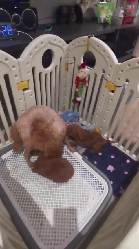 Toy Poodle dogs for sale: RED TOY POODLE PUPPY KC REG AND DNA CLEAR - Video 1