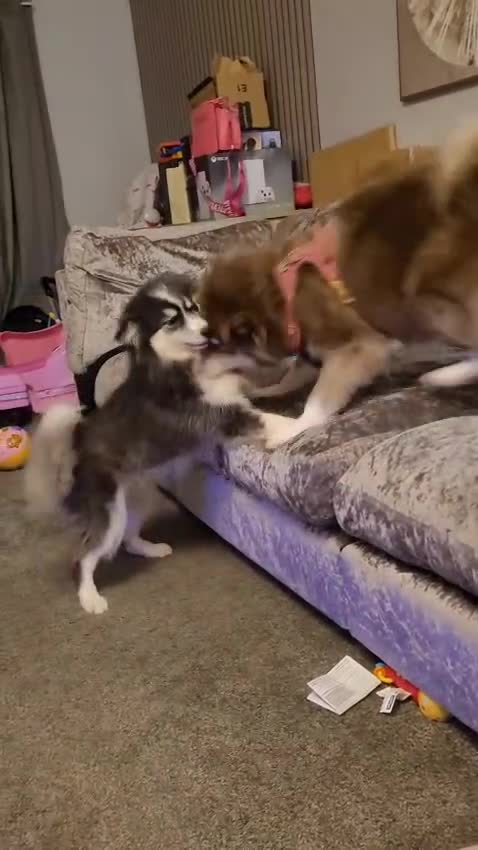 Pomsky dogs for sale: Beautiful Luna - Video 1