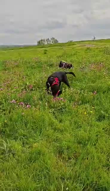 Mixed Breed dogs for adoption:  Stratos ❤️  - Video 5