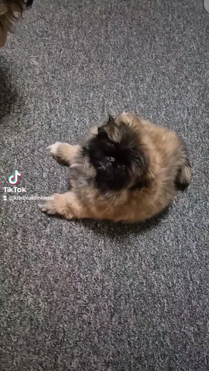 Pekingese dogs for sale: 🥰🥰🥰🥰🥰 - Video 2