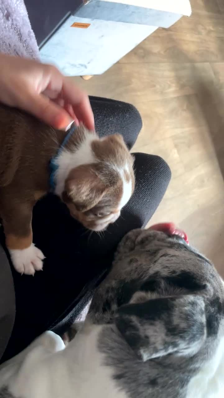Old Tyme Bulldog dogs for sale: BEAUTIFUL OLD TYME BULLDOG PUPPIES - Video 3