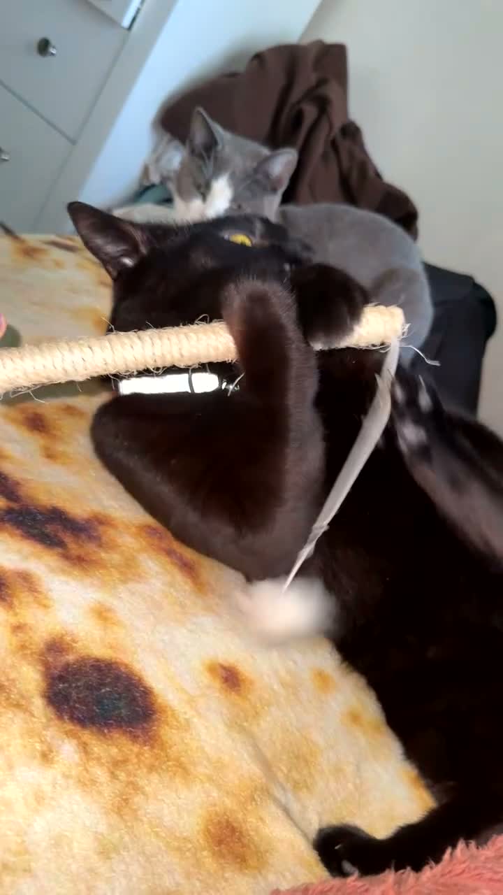 Mixed Breed cats for sale: OSKAR black two year old male  - Video 1