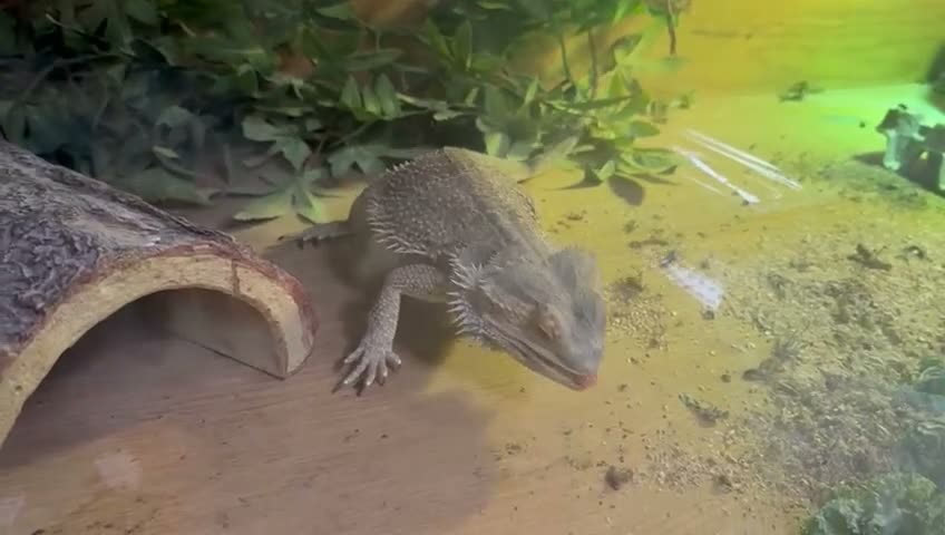 Bearded Dragon reptiles for sale: 4-Year-Old Bearded Dragon + 4ft Vivarium & Setup in Crowborough - Video 2