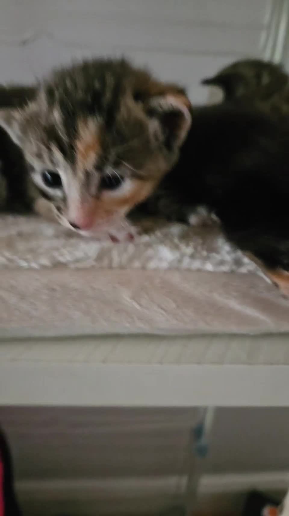 Mixed Breed cats for sale: Beautiful Siamese Bengal mixed kittens in London - Video 1