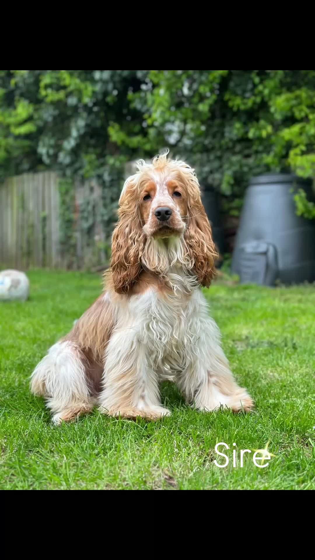 Cocker Spaniel dogs for sale: Show Type Cocker Spaniels Health Tested parent - Video 2