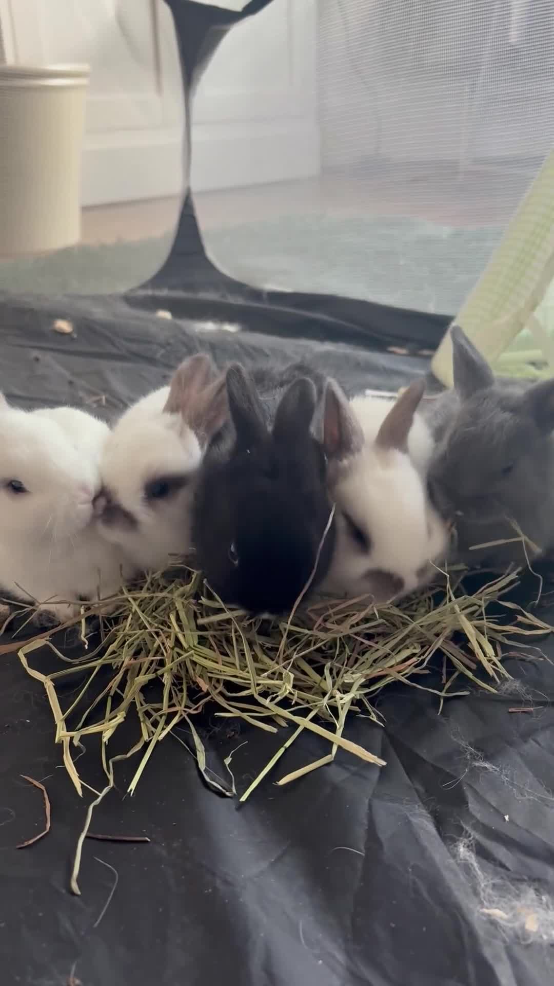 English rabbits for sale: 5 beautiful baby bunnies🐰 2 LEFT - Video 2